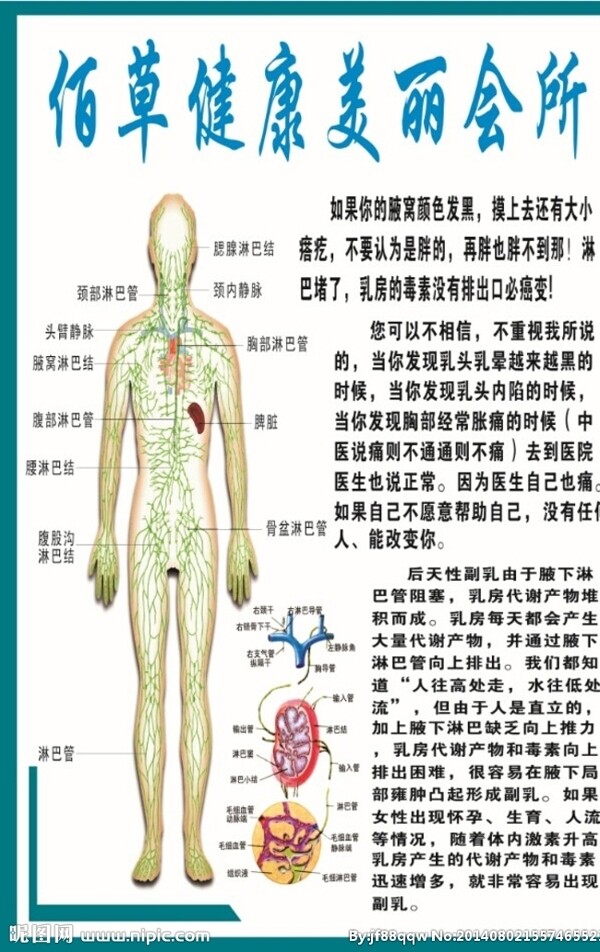 淋巴系统图片