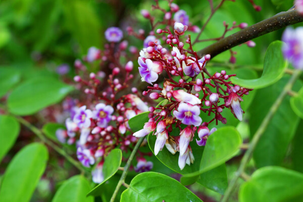 杨桃花图片