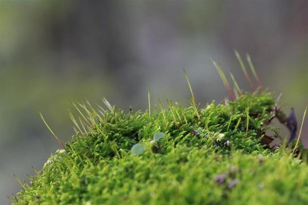 苔藓图片