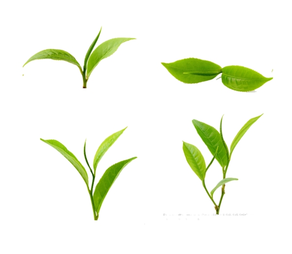 茶叶png素材绿叶
