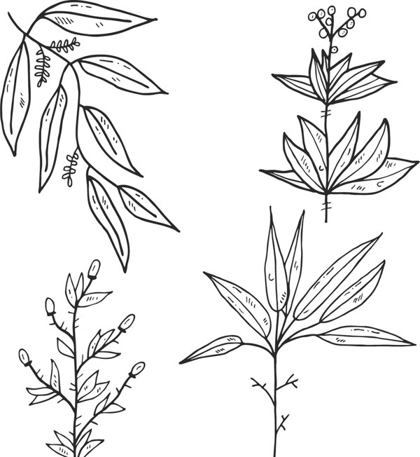 植物树叶线稿图片