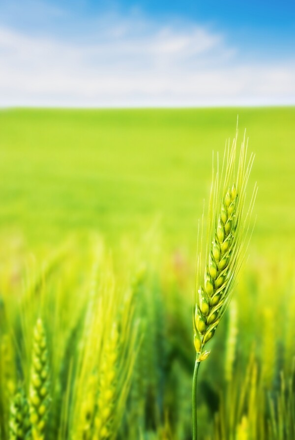 小麦穗摄影图片