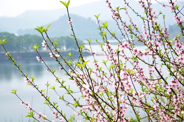 桃花图片