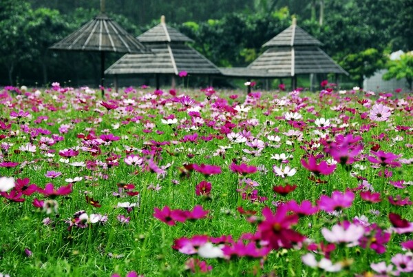 小菊花图片