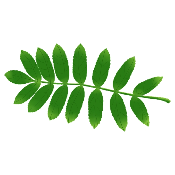 仿真立体手绘热带植物树叶绿色树叶
