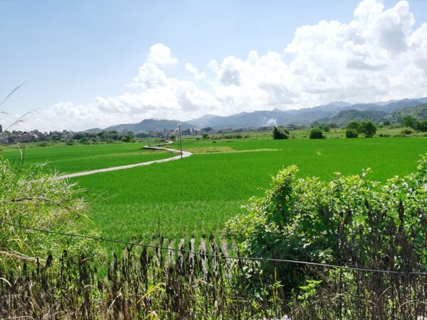 一片夏季绿色水稻田园风光图片