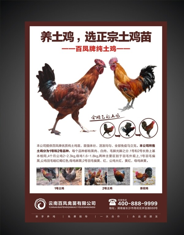 土鸡农产品海报设计图片