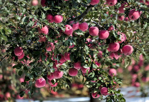 挂在树上红彤彤的苹果图片