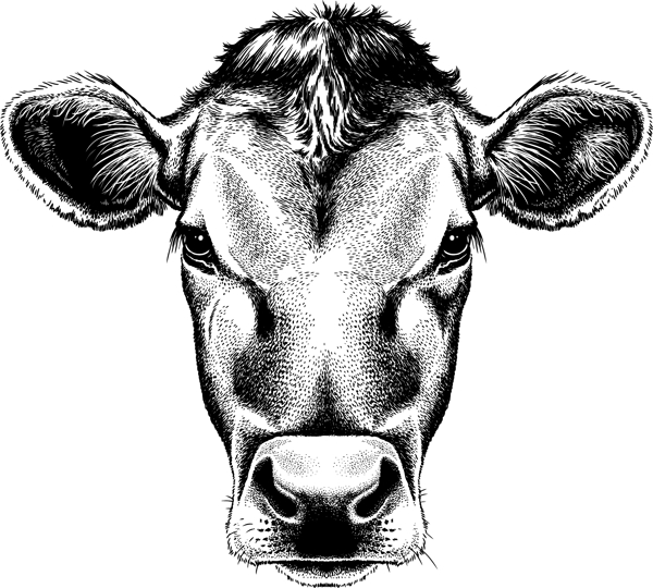 牛头插画标志图片