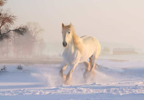 雪地奔跑的白马图片