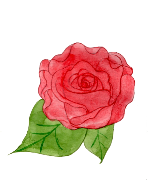 玫瑰花浪漫植物