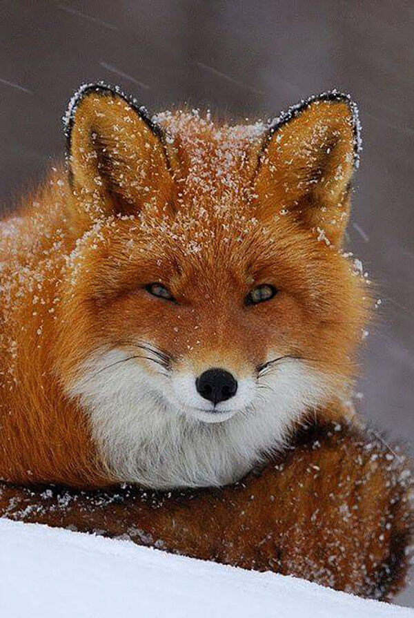 美丽的狐狸