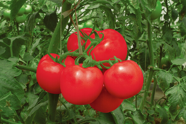 诱人的番茄