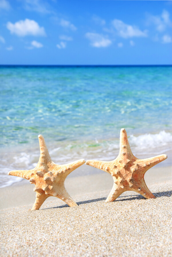 沙滩上的两个海星图片