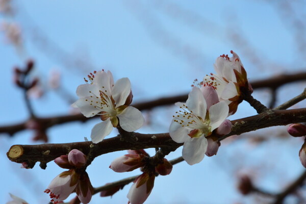 山桃花