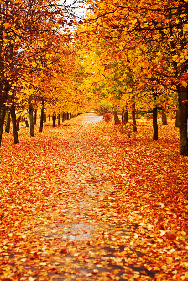 奥林匹克公园秋景图片