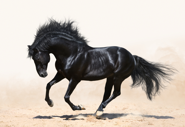 沙漠上奔跑的黑马图片