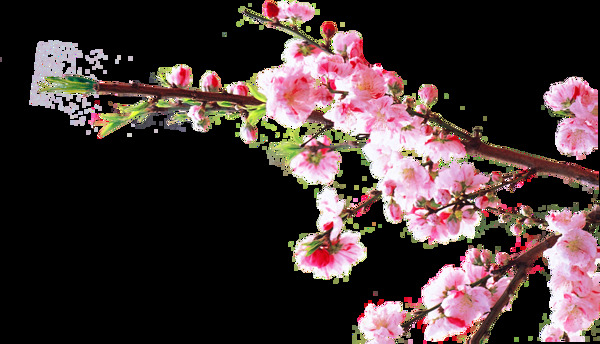 三月粉色桃花png元素