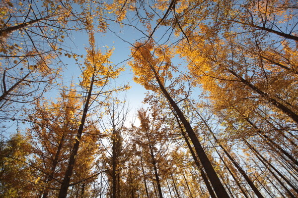 金黄色银杏树林仰视秋天高气爽