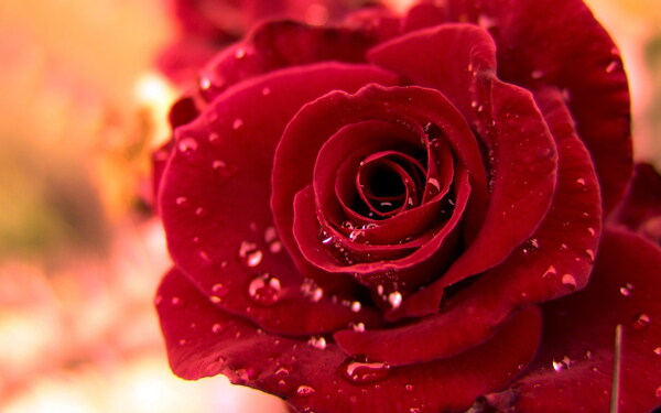 鲜红的红玫瑰图片