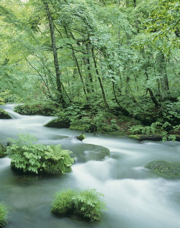 绿树河流自然景观图片