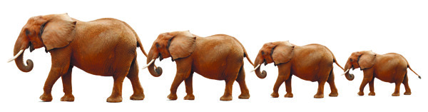 排队的大象