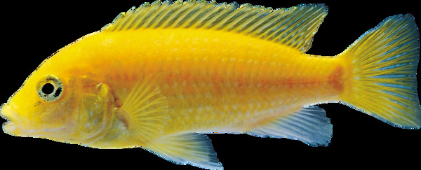 逼真海洋生物黄色鱼类png透明素材