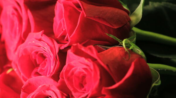 红玫瑰股票视频纺纱的花束视频免费下载