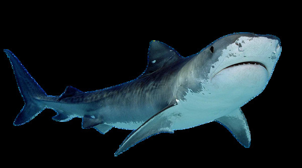 蓝灰色鲨鱼图片免抠png透明素材