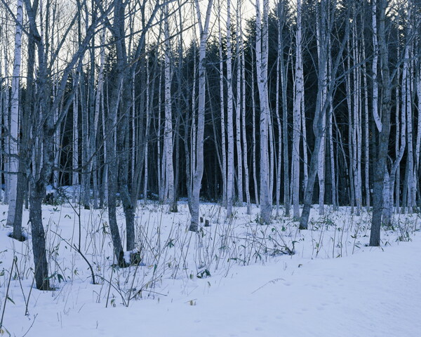 冬天雪景雪景大雪