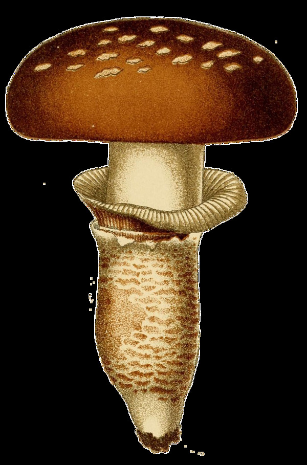 逼真手绘棕色野蘑菇透明植物素材