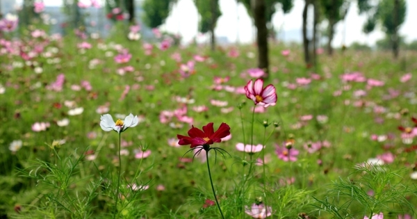 波斯菊花海