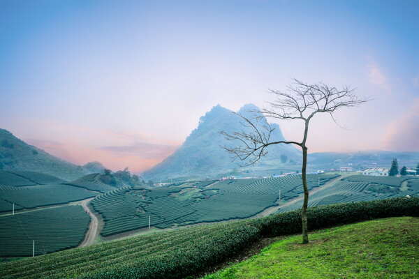 美丽茶园风景