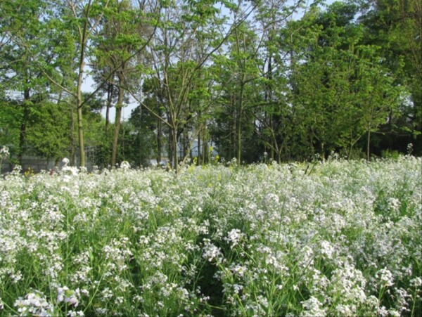 自然景观田园风景油菜花实拍风景素材