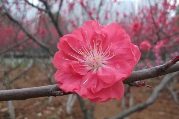 梅花图片