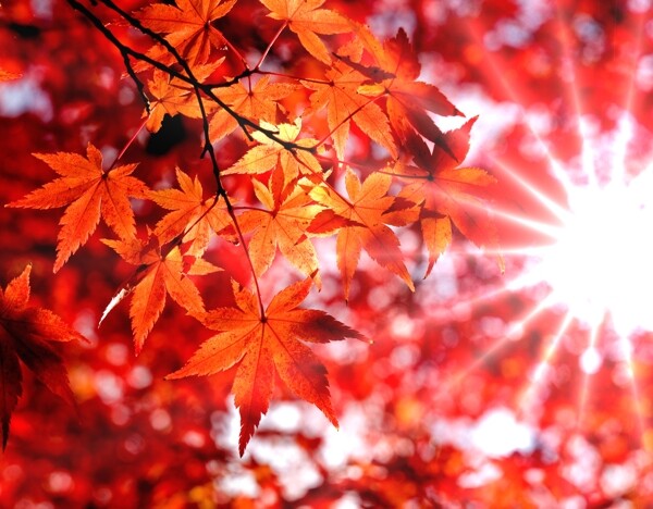 秋天风景图片
