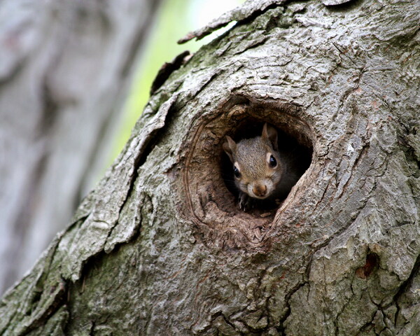 树洞里的松鼠图片