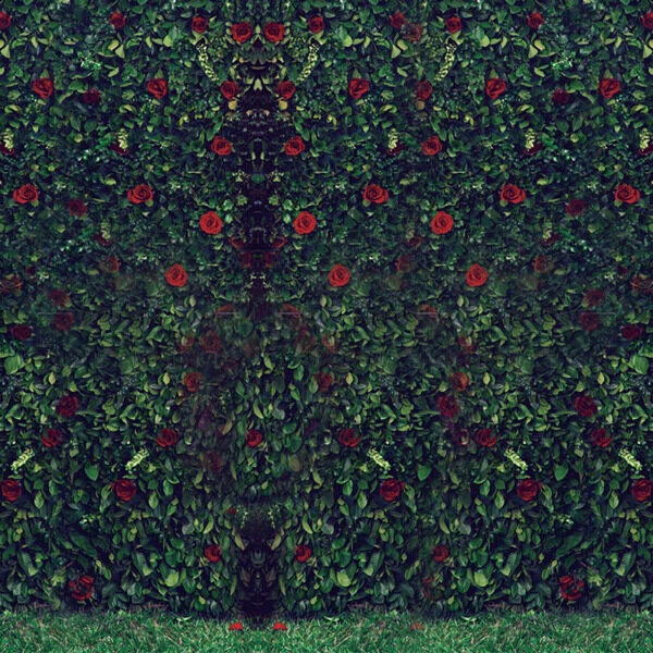 绿叶红花背景