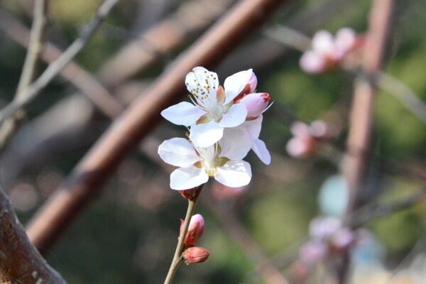 山桃花