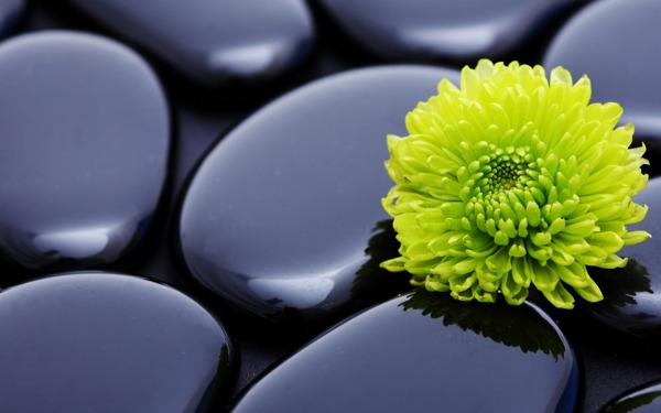 黑石子绿菊花图片