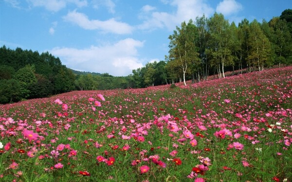 开满粉色花朵的草地和树林图片