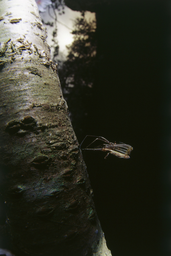 树杆上的昆虫摄影
