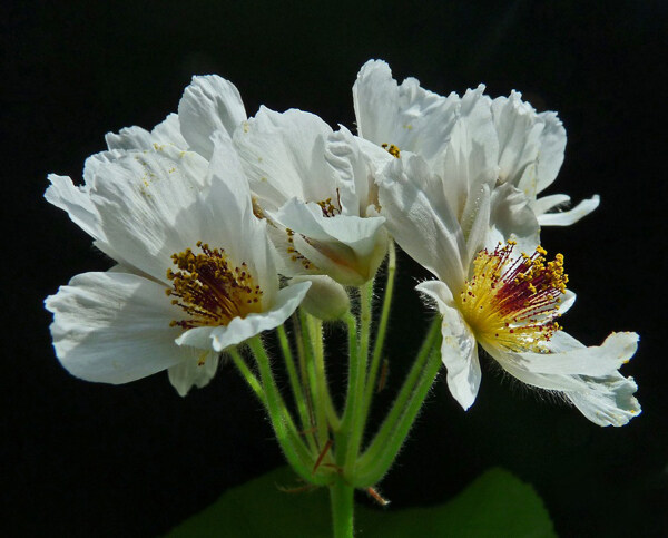 位图植物摄影写实花卉花朵数码照片免费素材