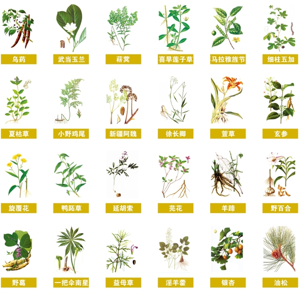 中药百草本草纲木图片