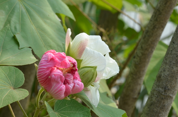 芙蓉花图片