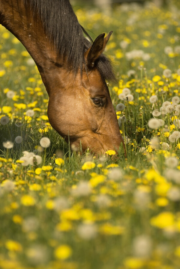 马匹与野花图片