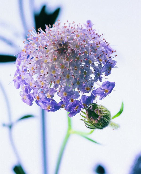 花姿花颜花一束花百花世界花朵花草花蕊花瓣全球首席设计大百科