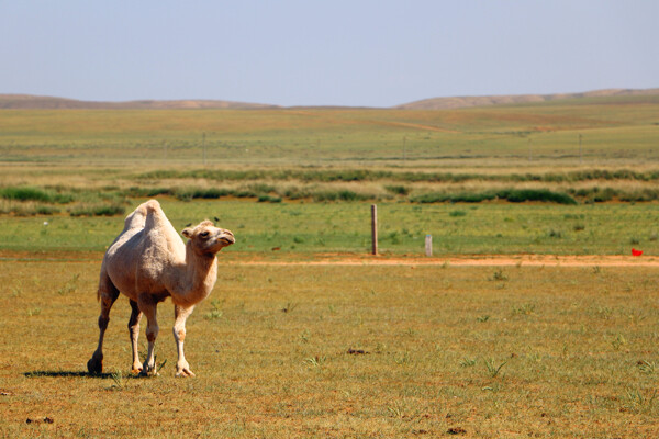 草原骆驼图片