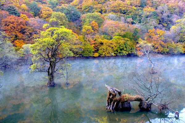 枫树林湖景图片