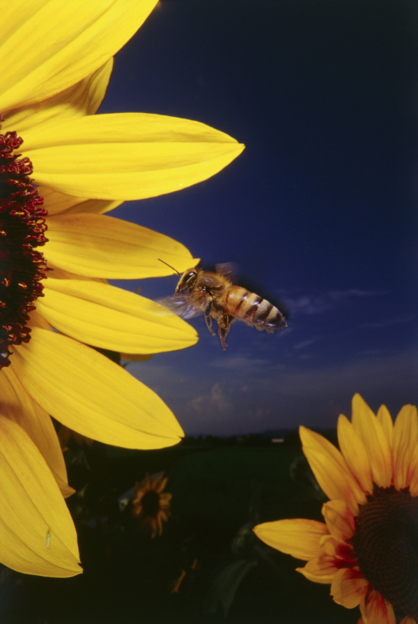 向日葵中采蜜的小蜜蜂图片